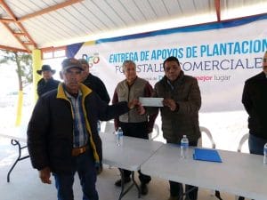 Plantaciones comerciales SRNyMA (2)