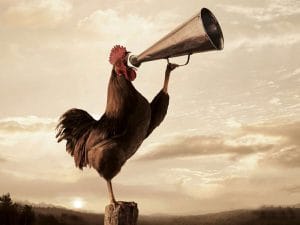 Los-gallos-estarían-programados-genéticamente-para-cantar-al-alba
