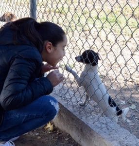 CAAN cierra 2019 con 353 mascotas adoptadas
