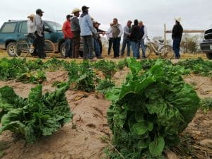 COMUNICADO PRODUCTIVIDAD DEL CAMPO 1