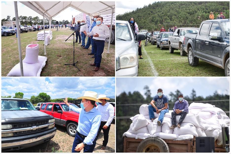 3. Entrega Gobernador 100 toneladas más de semilla de avena en región Noroeste