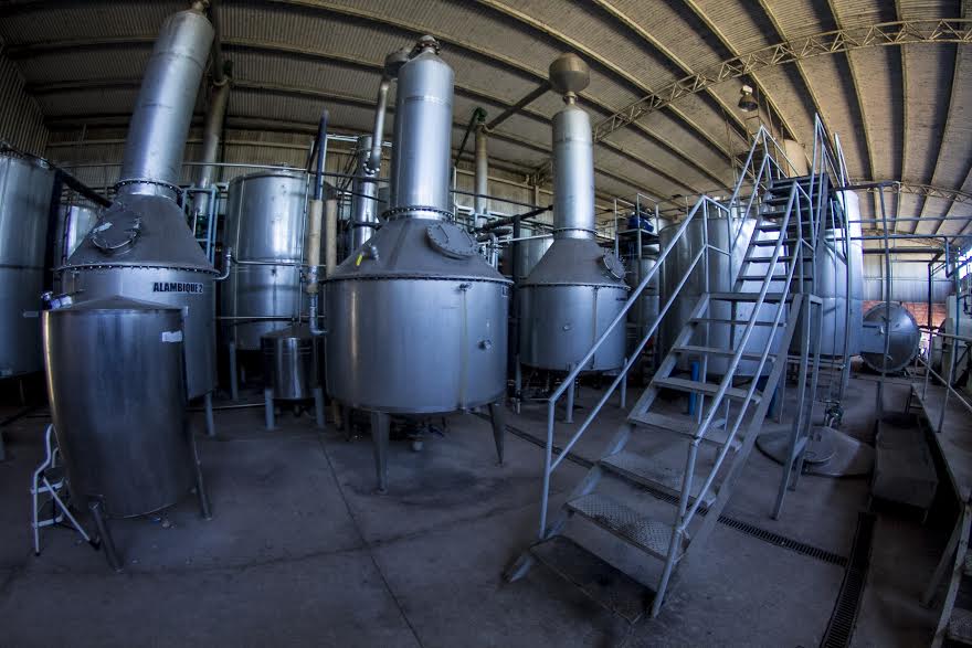 Ruta del Mezcal (10)