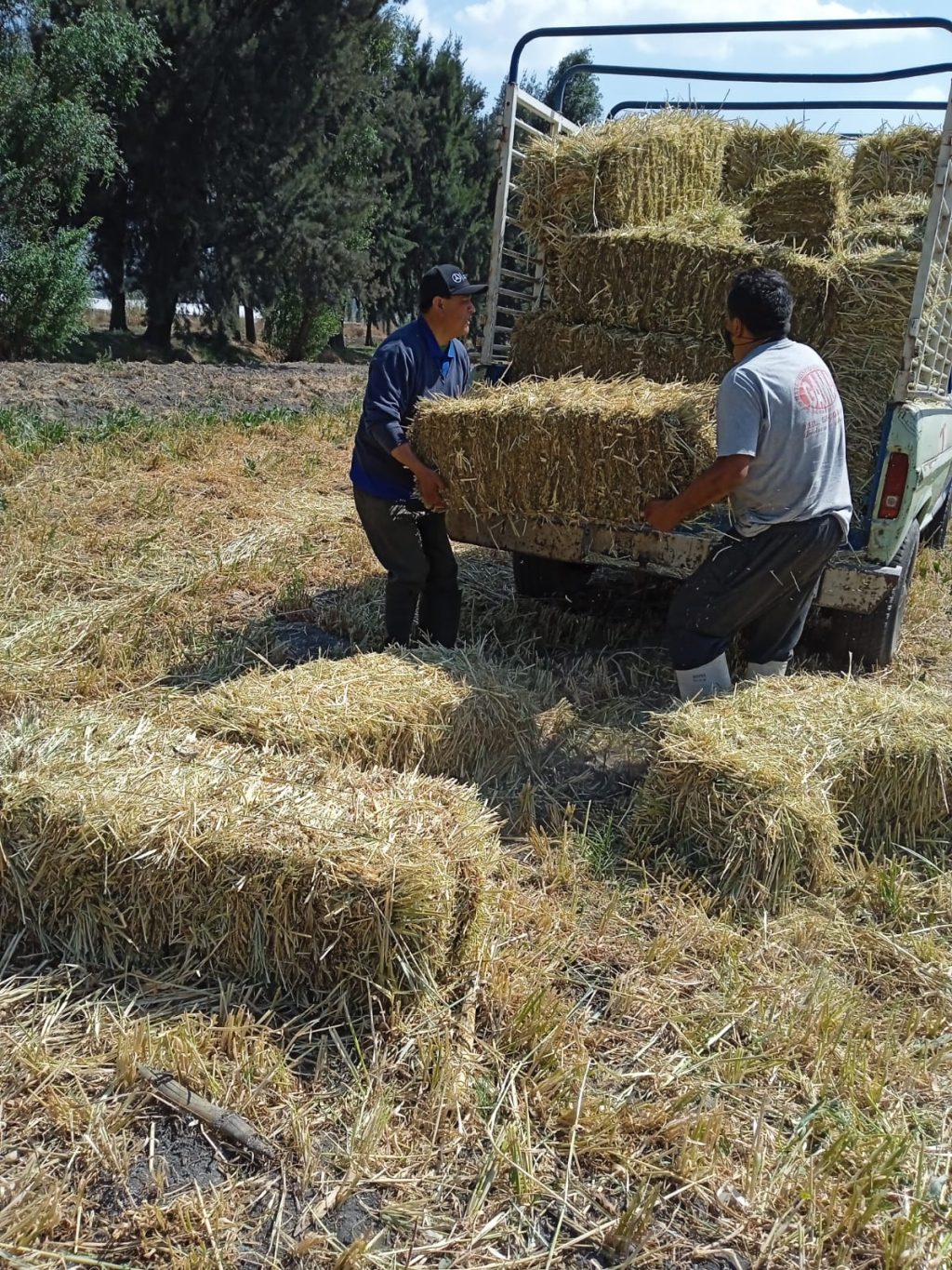 En tiempos pasados se contaba con el organismo ASERCA (Apoyos y Servicios a la Comercialización Agropecuaria)