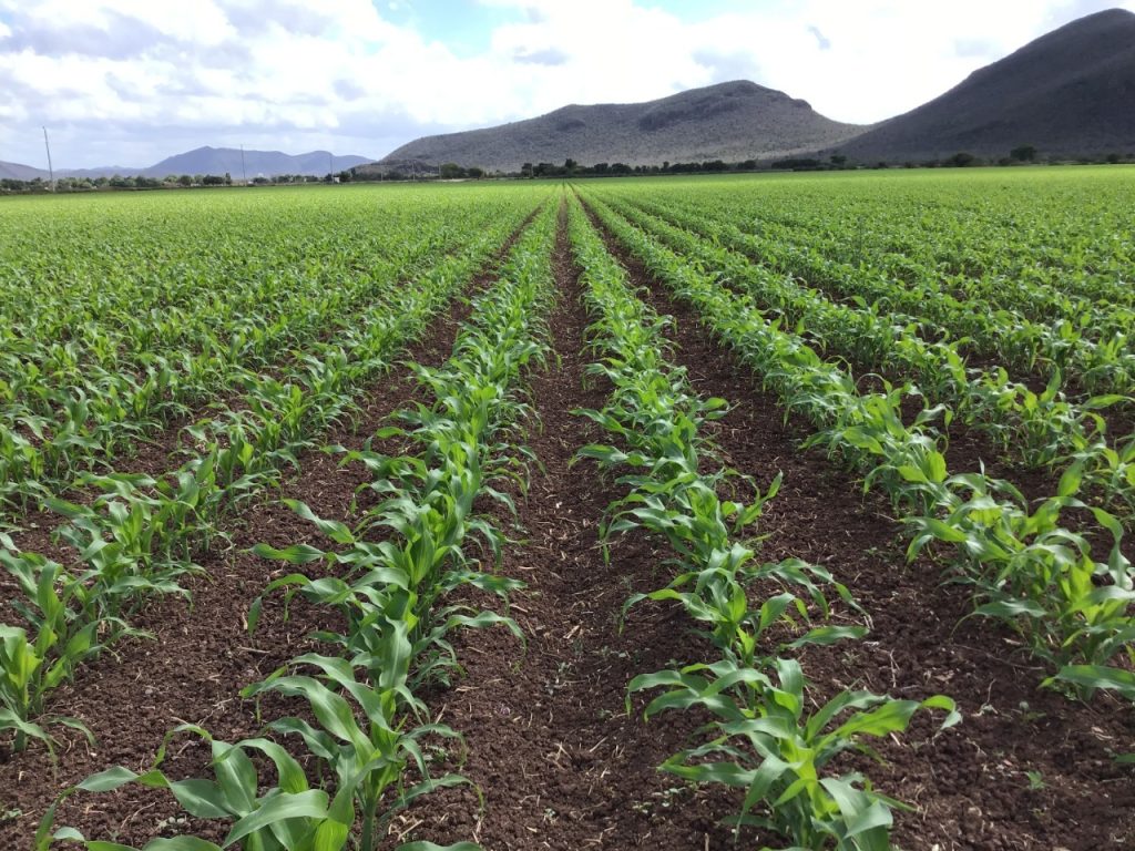 Los productores del campo de México sobreviven en condiciones de indefensión y rezago social