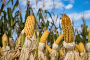 Se ve muy complicado que México reduzca la importación de maíz procedente de Estados Unidos