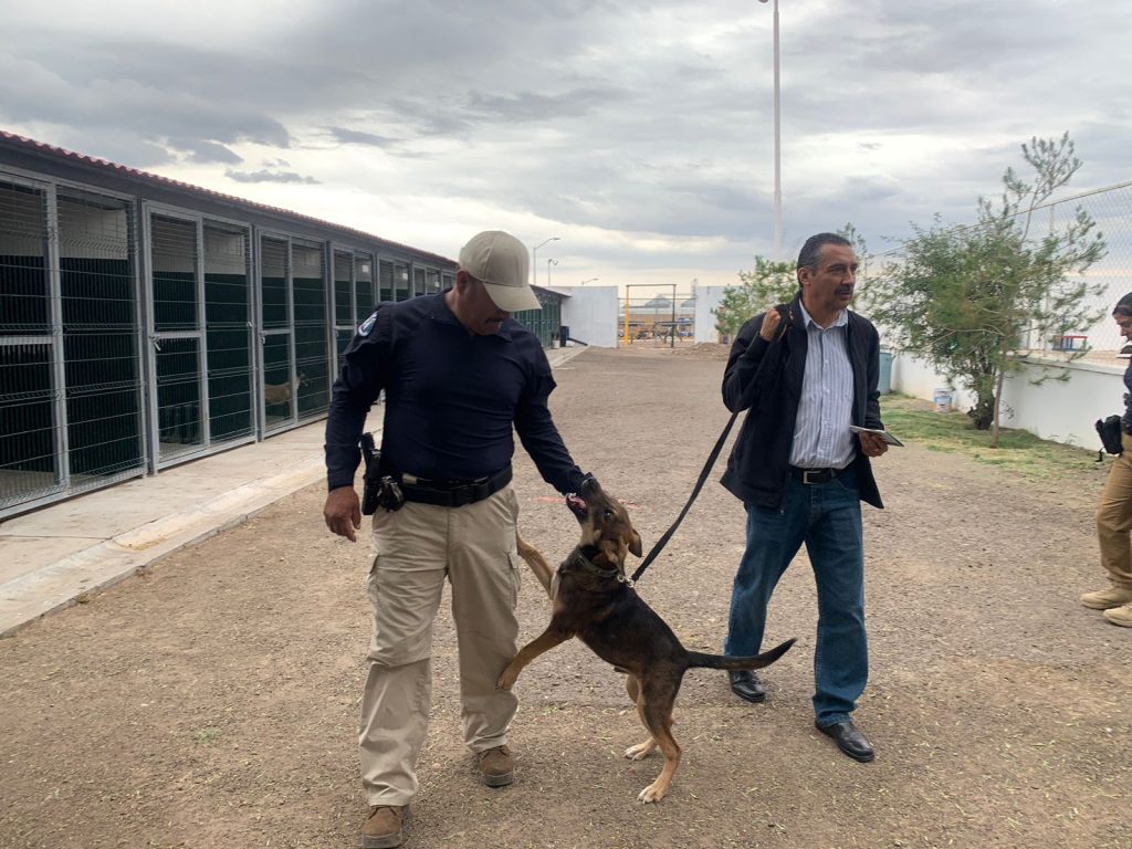 Adoptan a Fénix, cachorro rescatado de un incendio 5