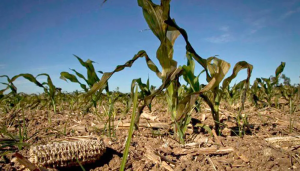 La insuficiente atención financiera se reflejará en una notable disminución de la oferta alimentaria