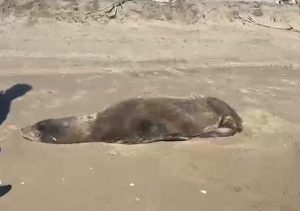 La Unidad de Rescate de Ostok Sanctuary y el Zoológico de Culiacán lograron hacer el rescate y traslado