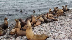 El Golfo de California alberga el Área Natural Protegida Reserva de la Biosfera Zona Marina Bahía de los Ángeles, Canales de Ballenas y Salsipuedes