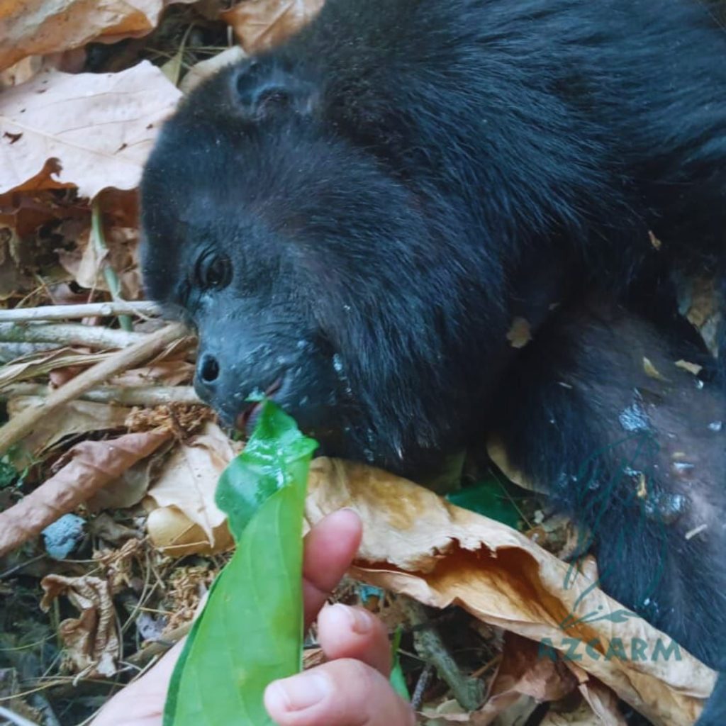 Estos primates consumen una gran cantidad de hojas y dispersan las semillas a través de sus heces