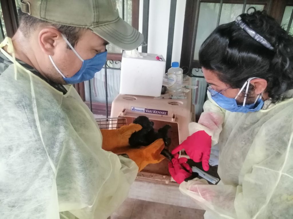 la población ha comenzado a rescatar a los animales llevándolos a sus hogares