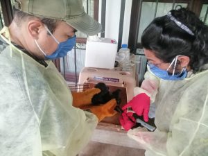 la población ha comenzado a rescatar a los animales llevándolos a sus hogares