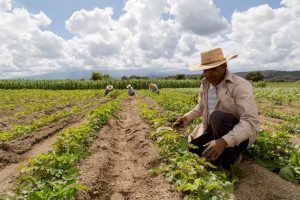 La UMFFAAC confía en la visión de Julio Berdegué y respalda su eje rector de alcanzar la soberanía alimentaria