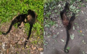 1-La DGVS provocó la muerte de dos crías de monos saraguatos