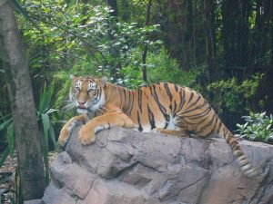 Pese al terrible estado en el que se encontraba los felinos, sólo se registraron cinco decesos