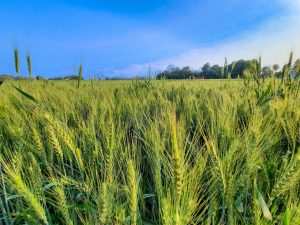 Piden la intervención de SADER para evitar un quebranto en la economía de cada uno de los productores primarios
