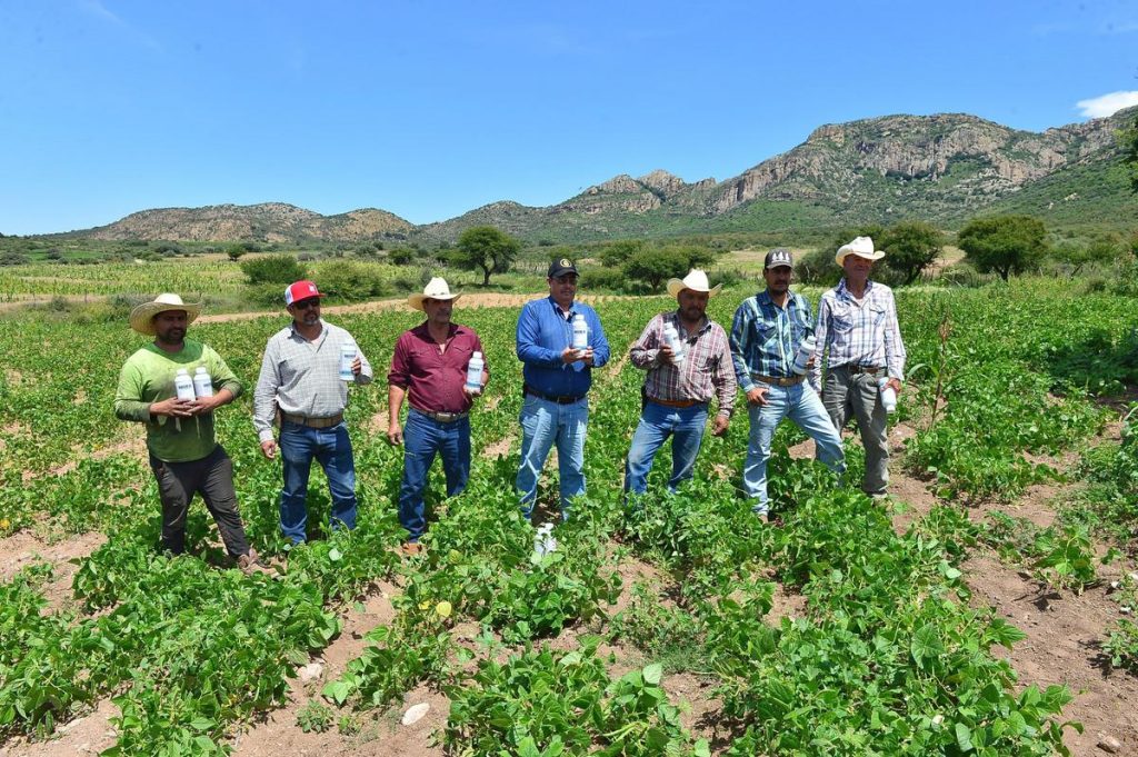 05-Ante plaga de chapulín en el campo, apoya Gobierno del Estado a productores con insecticida para proteger cosechas1