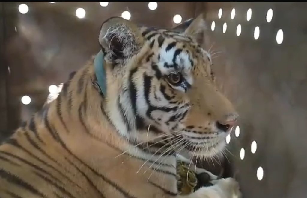 El ejemplar de 4 años aproximadamente se encuentra en buen estado de salud a pesar de la complexión delgada