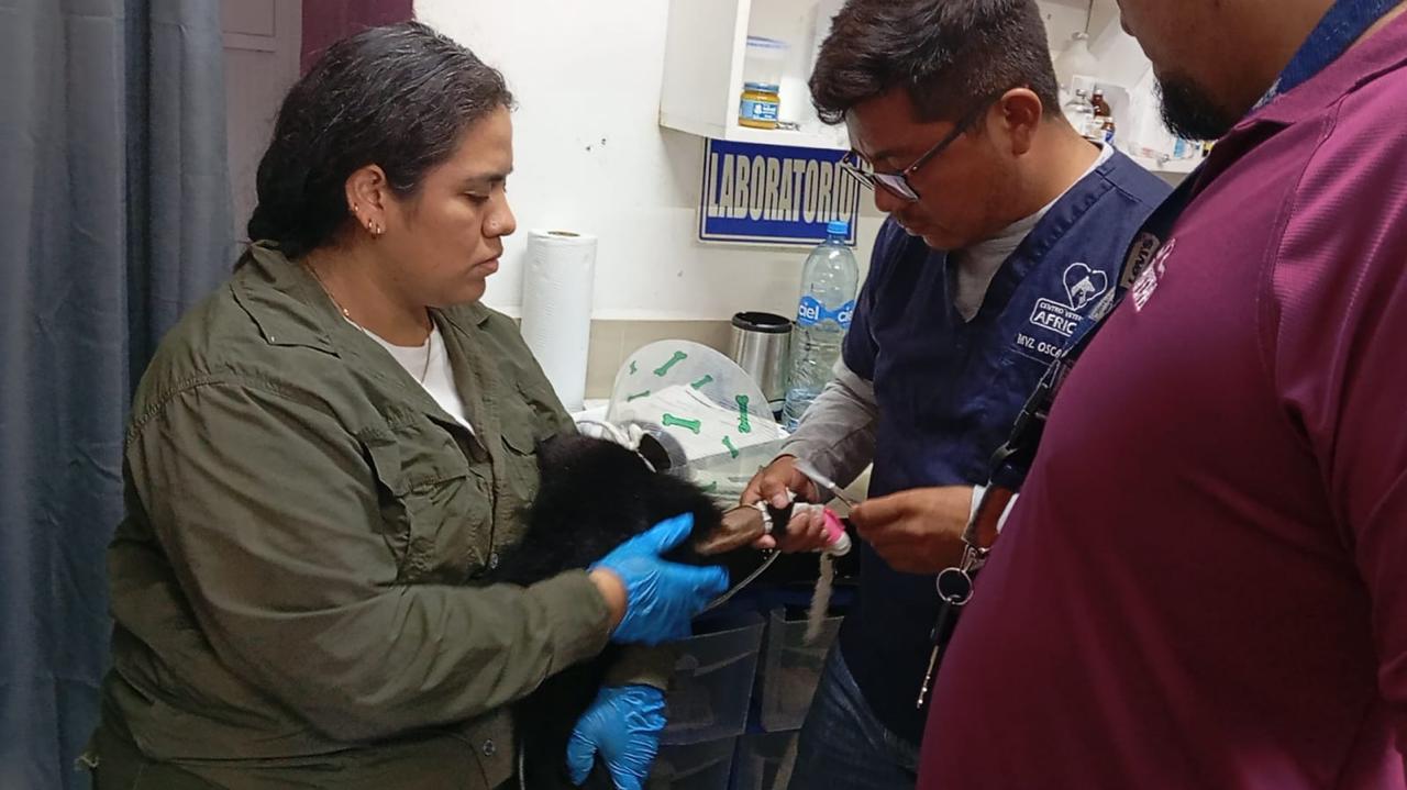 AZCARM exige se investigue a fondo la negligente amputación de las manos de una hembra de mono saraguato