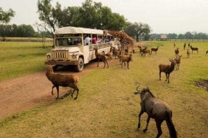 5-Reino Animal (5)