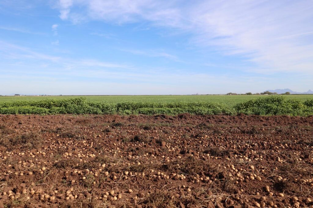 El sector agroalimentario representa el 14.3 % del Producto Interno Bruto (PIB) nacional