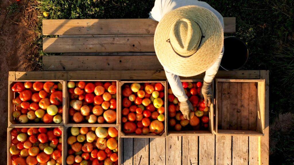 Indispensable proteger cultivos clave como el jitomate, cuyo valor de exportación continúa en ascenso