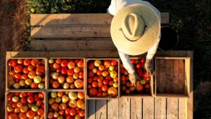 Indispensable proteger cultivos clave como el jitomate, cuyo valor de exportación continúa en ascenso