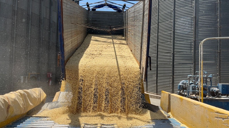 2-En México la producción de semilla certificada por el SNICS el año pasado fue de 209 mil 947 toneladas