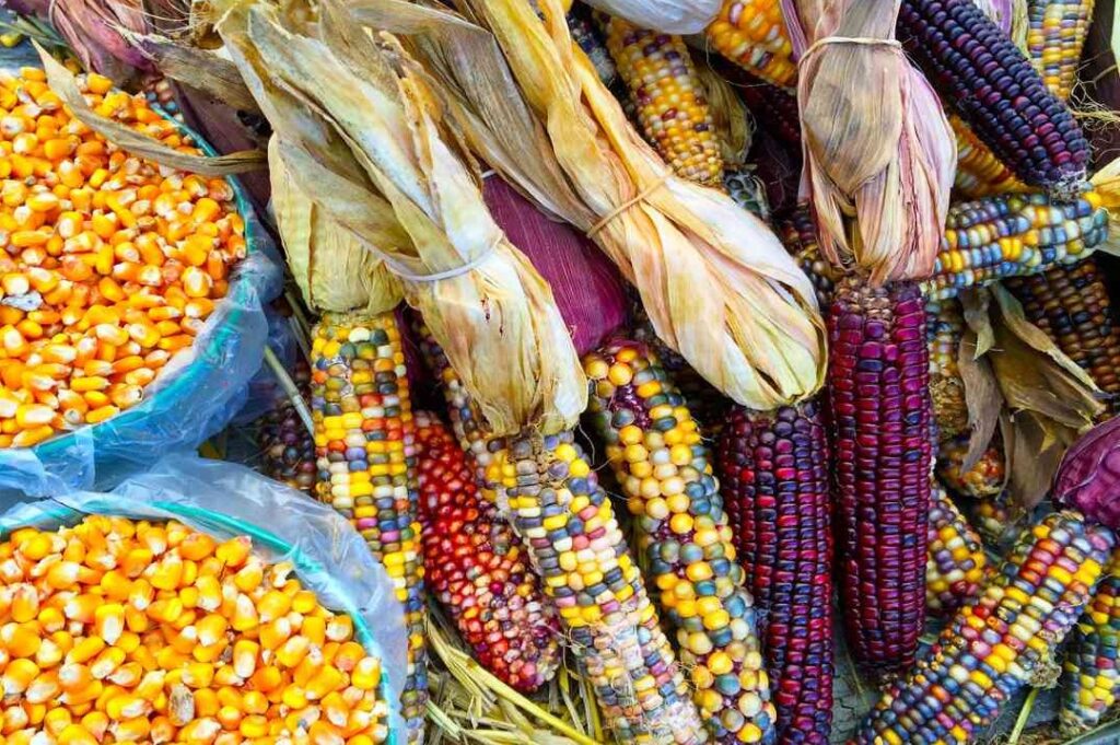 La siembra de maíz transgénico, incluso cuando es ilegal, podría extenderse por negligencia o mala fe de ciertos actores, sobre todo del sector comercial