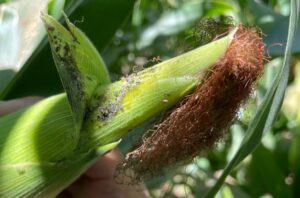 Los rendimientos de maíz han caído en un rango de entre 8.5-9 toneladas por hectárea