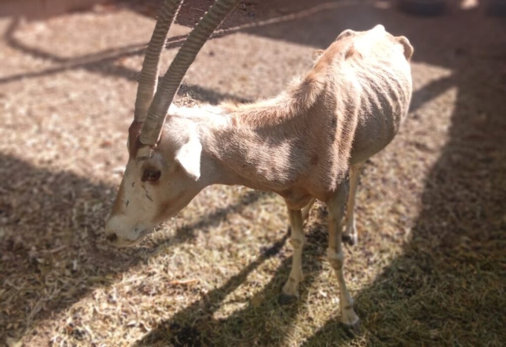 No hay veterinarios ni personal calificado 1