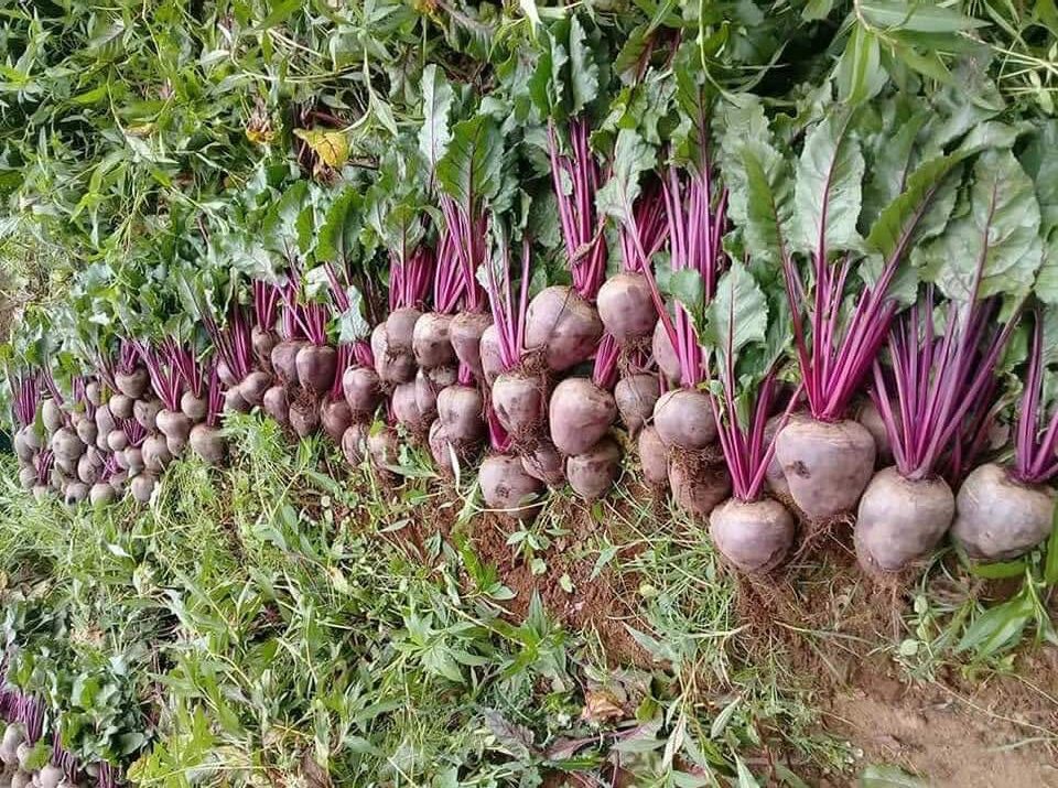 En el rubro de las exportaciones agroindustriales, éstas cayeron, en el periodo de referencia 163 millones de dólares