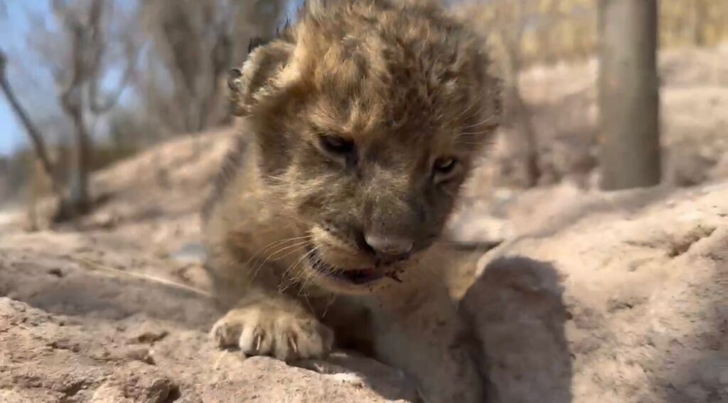 La hembra de león de tan solo 20 días es hija de una de las leonas rescatadas hace tres años