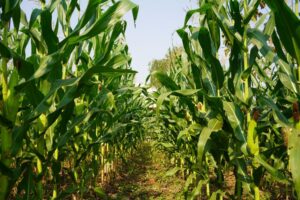 El maíz no puede seguir pudriéndose en las bodegas mientras los campesinos se endeudan para sobrevivir