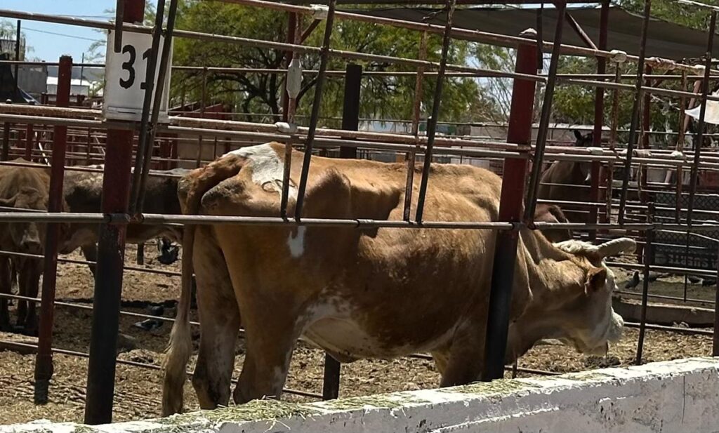 México permitió en julio de 2025 el ingreso de alrededor de 10 mil reses nicaragüenses
