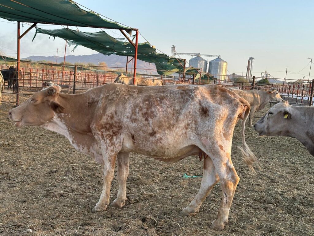 La presencia del gusano barrenador ponen en riesgo la producción pecuaria