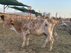 La presencia del gusano barrenador ponen en riesgo la producción pecuaria
