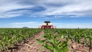 El alza superior al 30 por ciento en fertilizantes amenaza la rentabilidad de cultivos como maíz, frijol y garbanzo