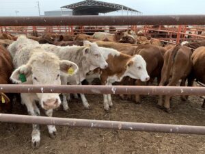 Fundamental que el Gobierno federal acelere la instalación de una planta de producción de moscas estériles