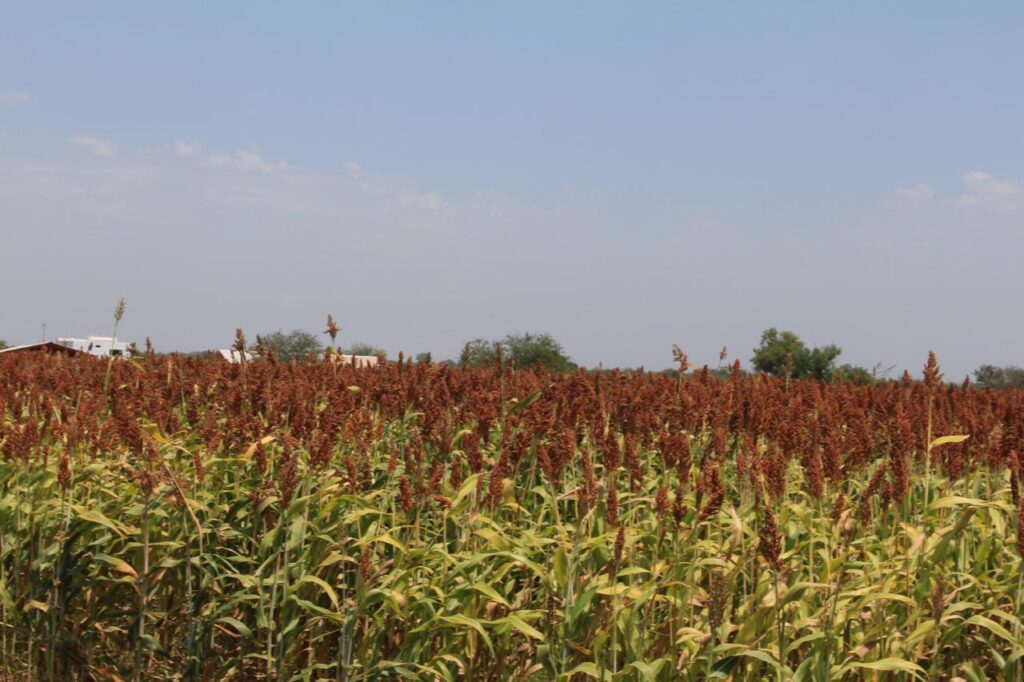 Este posible acuerdo podría diversificar los mercados y fortalecer la rentabilidad del campo