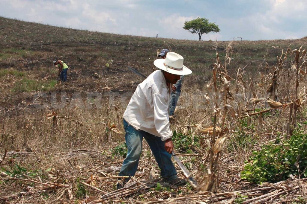 La sanidad animal y vegetal reciben poca atención de parte de las autoridades federales