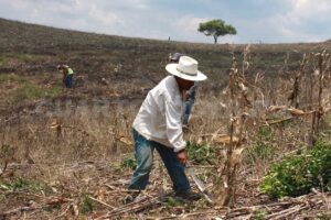 La sanidad animal y vegetal reciben poca atención de parte de las autoridades federales