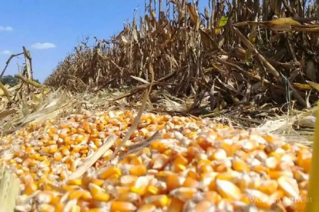 La COUC insta a que la legítima inconformidad se traduzca en propuestas viables precios de garantía realistas fundados en costos de producción y finanzas públicas