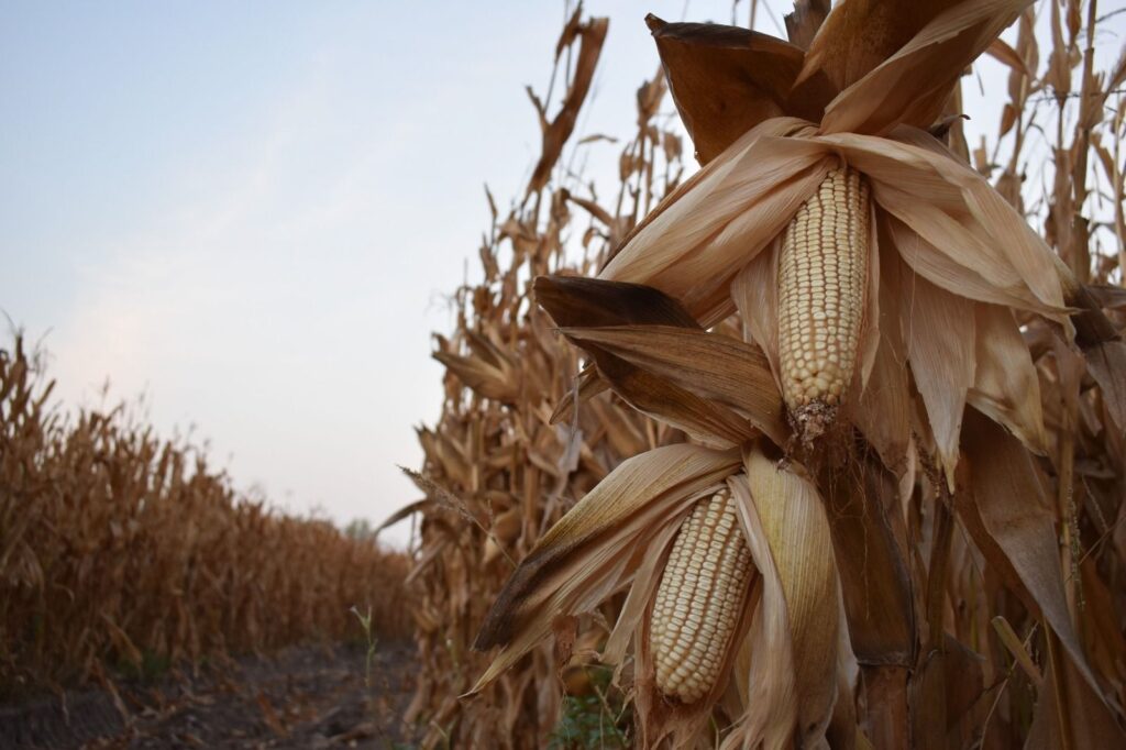 Miles de productores están sembrando con pérdidas, endeudándose o dejando el campo