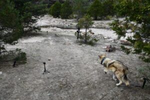 Regresa el lobo mexicano después de 50 años; Durango logra liberación de la primera manada en su hábitat natural (7)