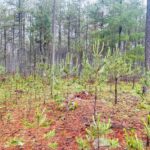 SRNMA REALIZA VERIFICACIÓN DE ACCIONES FORESTALES EN PUEBLO NUEVO (2)