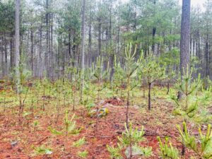 SRNMA REALIZA VERIFICACIÓN DE ACCIONES FORESTALES EN PUEBLO NUEVO (2)